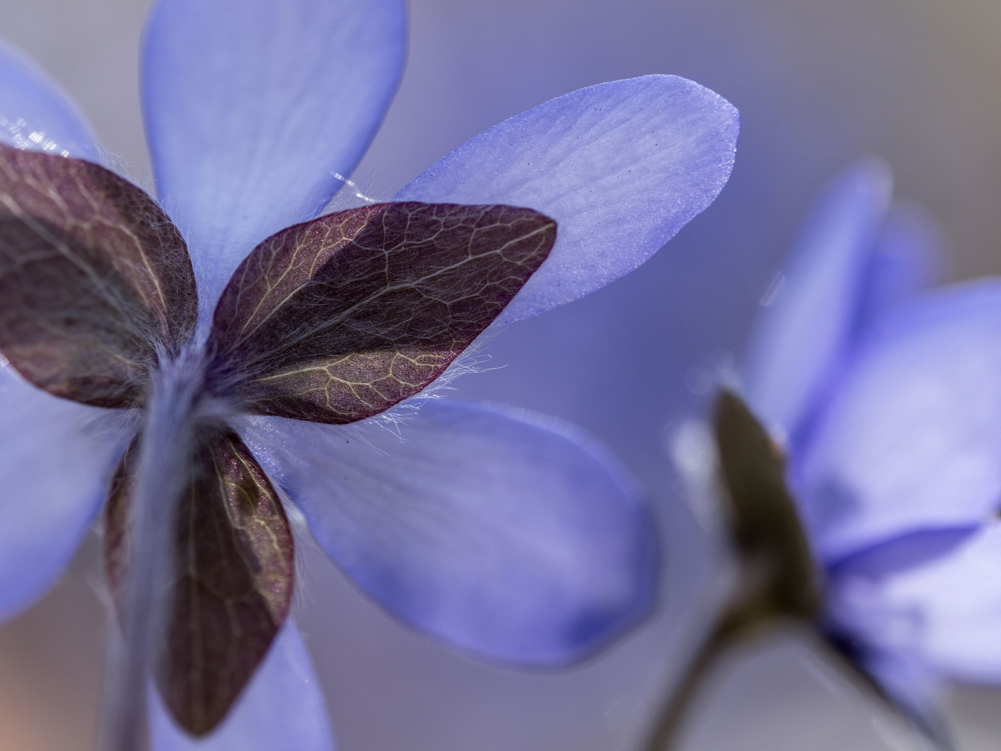 118 260408 1458 J  2JR2049 DxO DeepPRIME 3